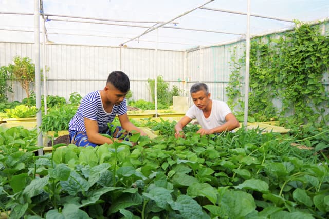 SẮC XANH TRÊN NHÀ GIÀN DK1/10