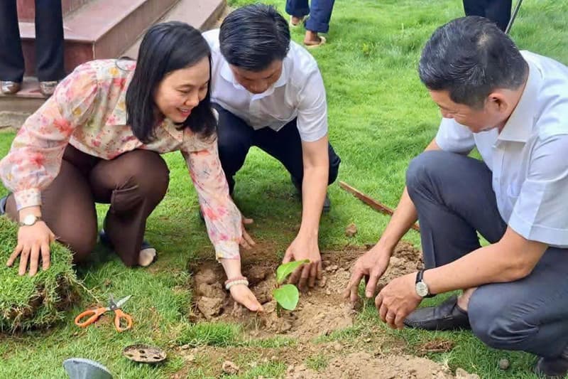 Phường Phan Rang trồng 2 cây bàng vuông từ Trường Sa