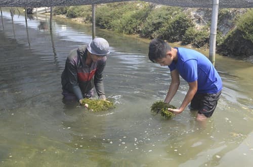 Cần có giải pháp phát triển bền vững nghề nuôi trồng rong biển