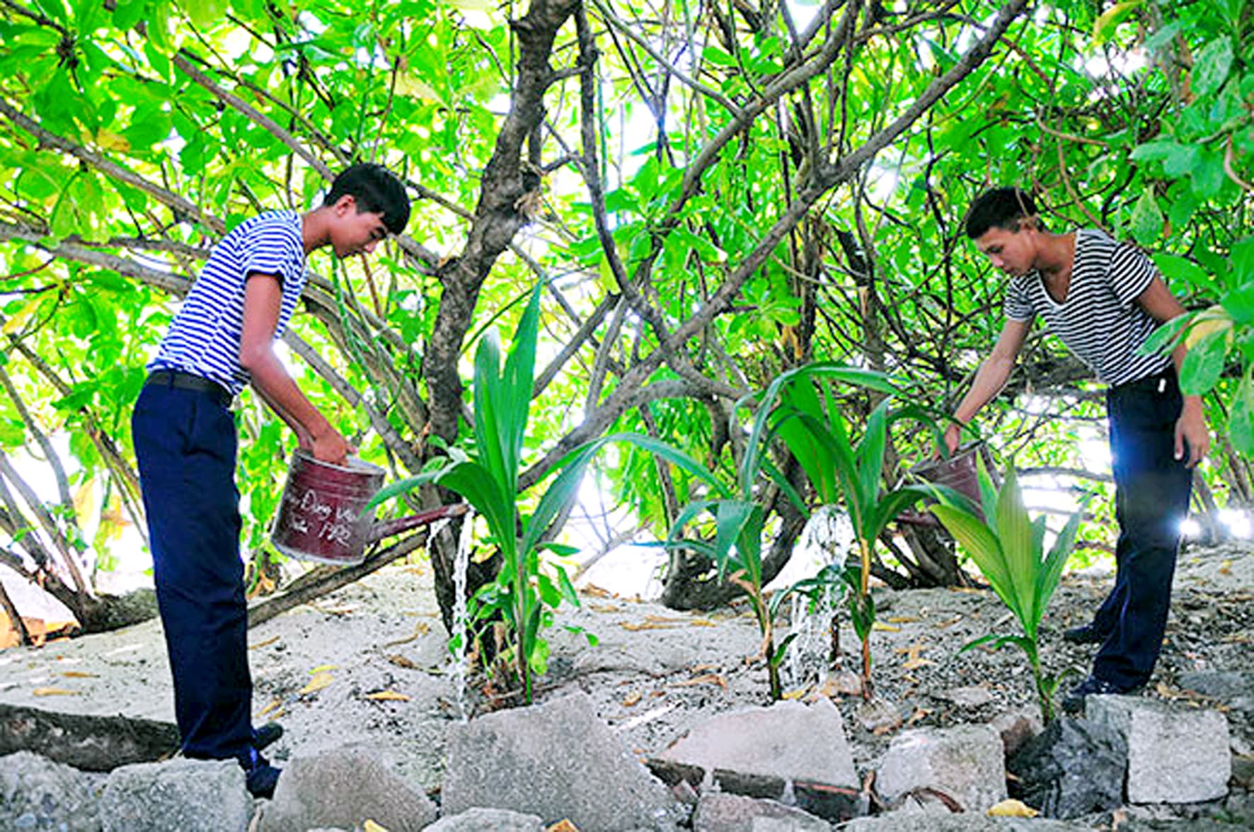 Những cây dừa trên đảo Trường Sa