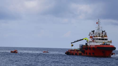 Mười sếu trắng bay cao!