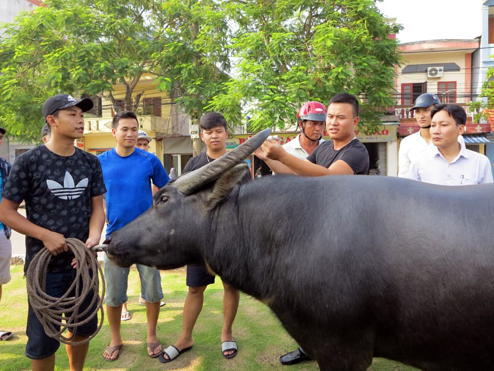 Đến hẹn Hội Chọi trâu Đồ Sơn