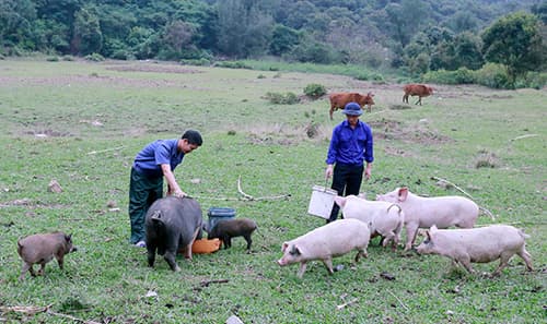 Tăng gia trên đỉnh đảo Trần