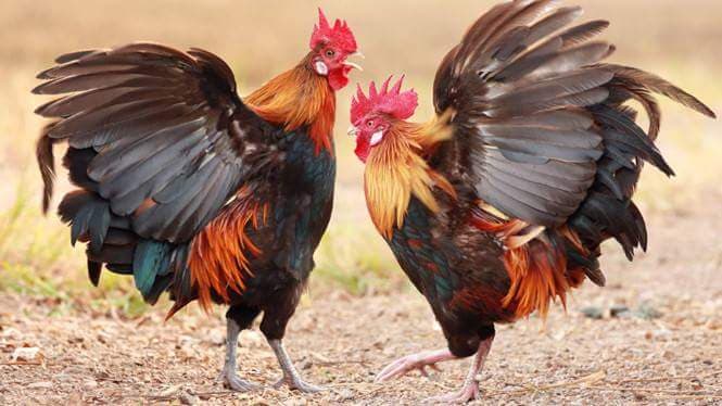 Năm Dậu nói chuyện tính nết gà