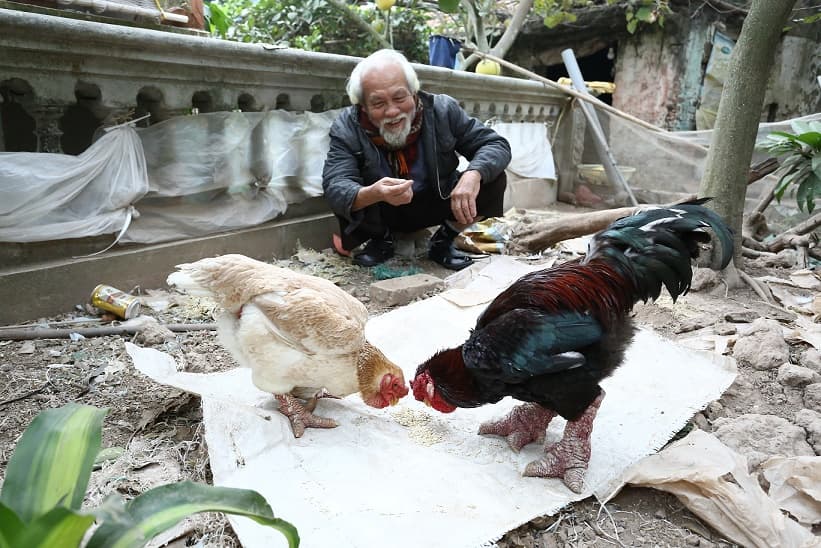 Về làng gà Đông Tảo