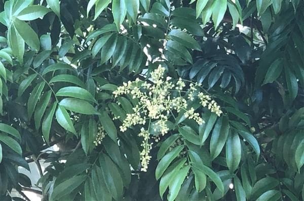 Mùa hoa sấu bay ngang