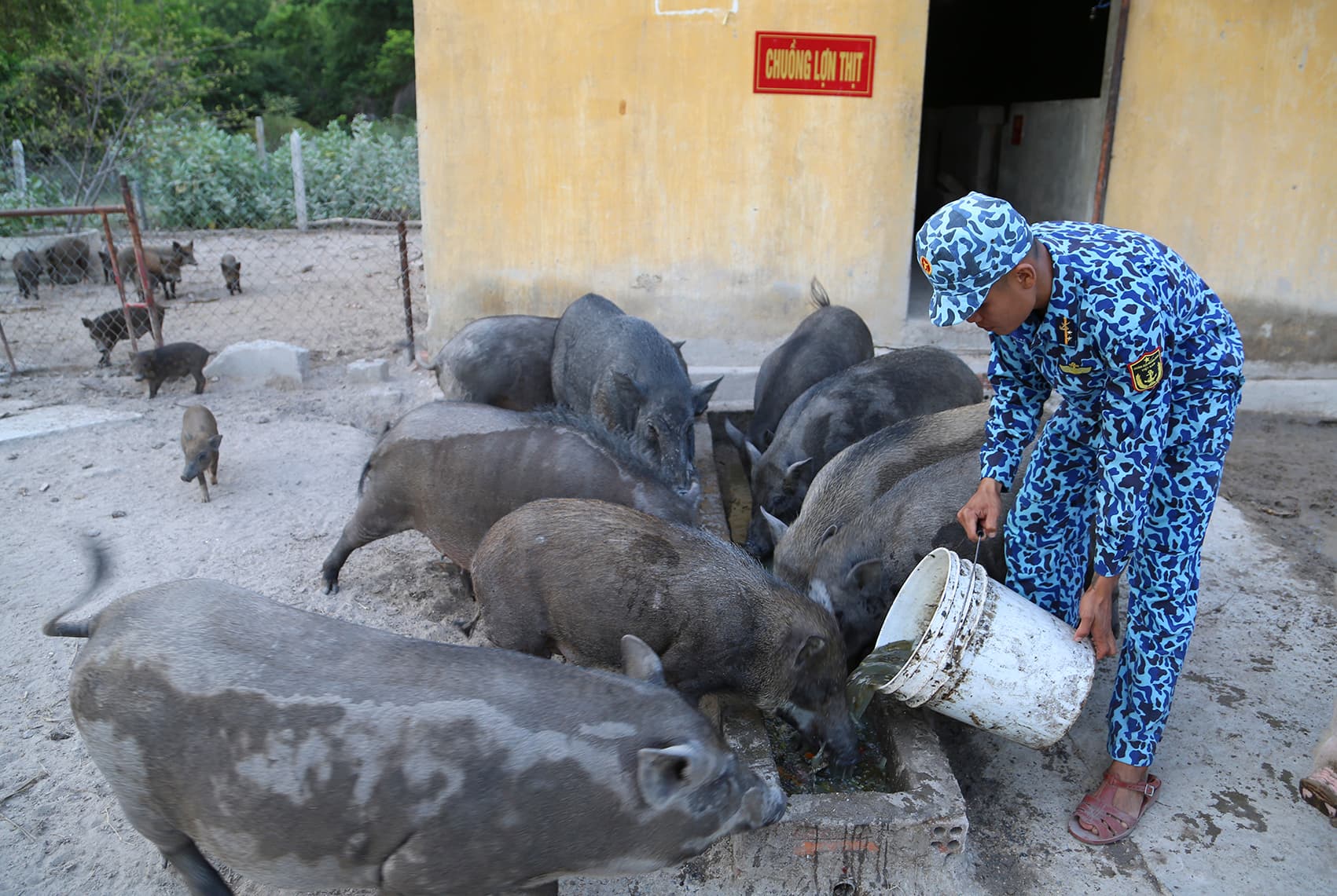 Tăng gia trên vùng cát trắng