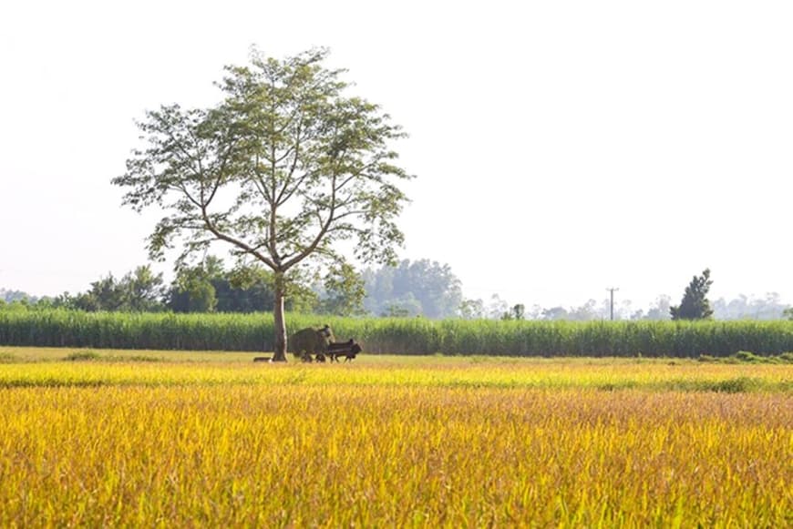 Nhịp đếm tuổi thơ