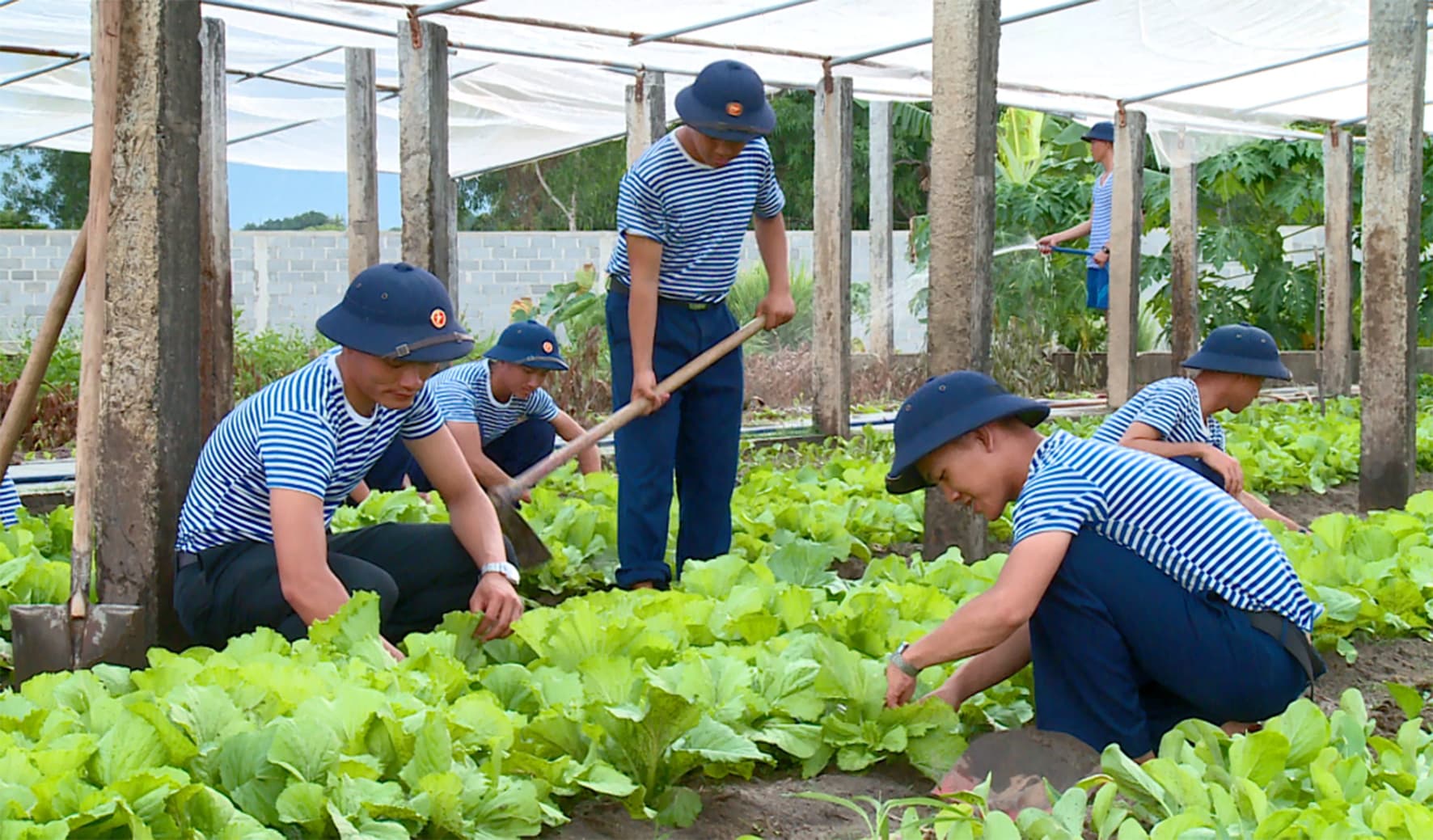 Lữ đoàn 101: Hiệu quả từ mô hình trồng rau sạch, chăn nuôi bền vững