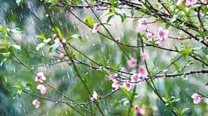 Mưa xuân
