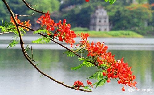 Hạ vừa mới chớm...