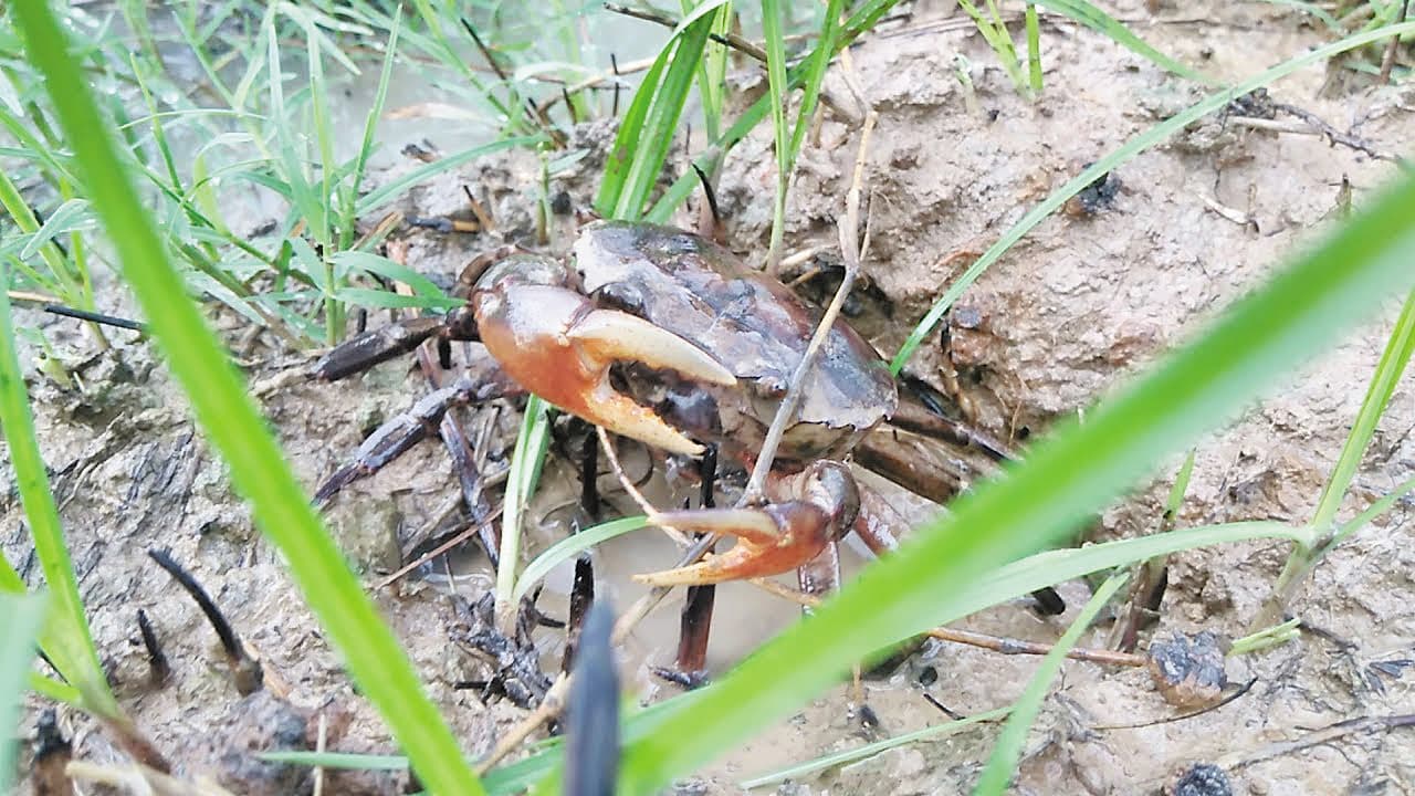 Cua đồng mùa hạ