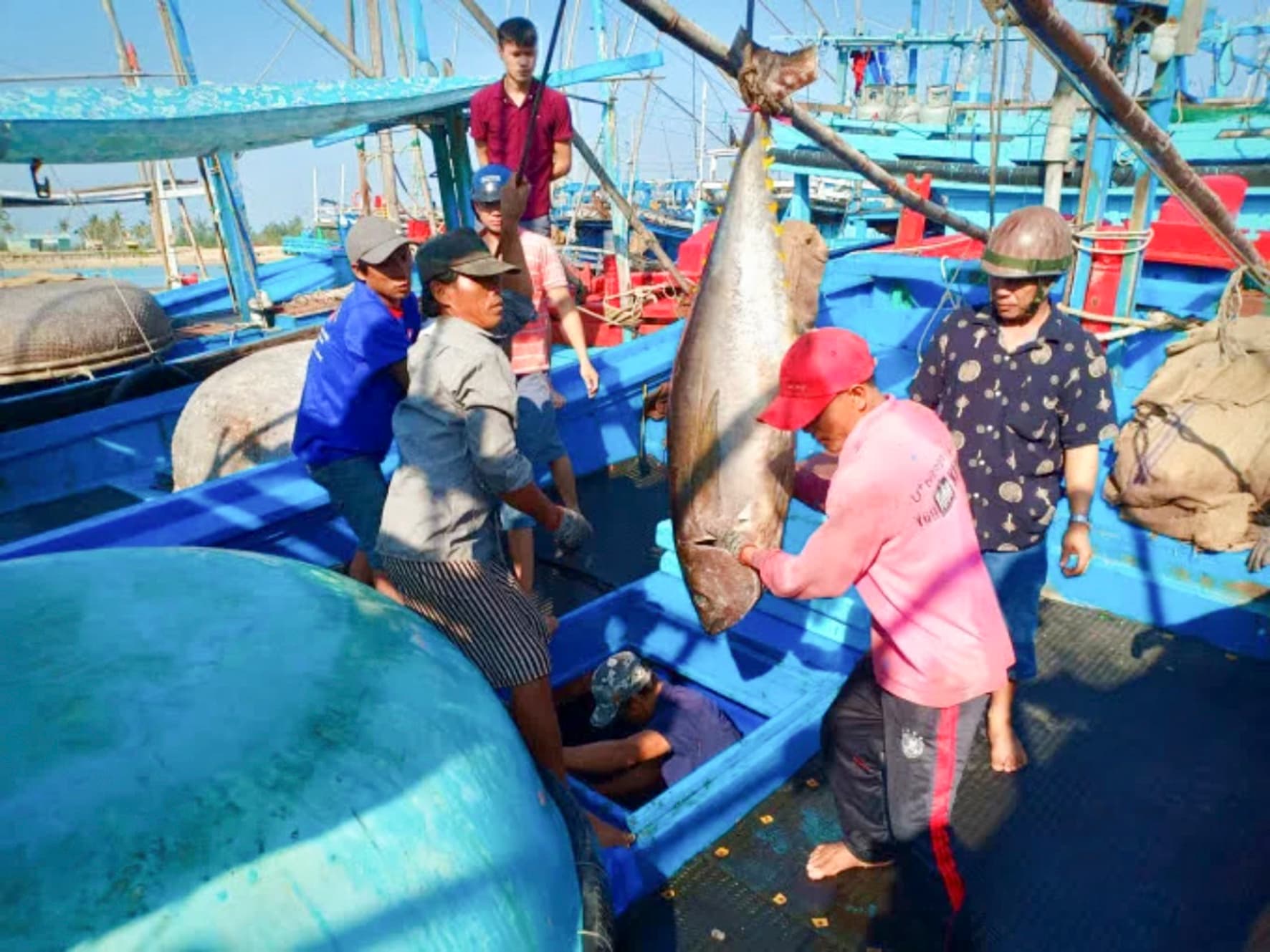 Các giải pháp chống khai thác IUU (Kỳ 4): Các địa phương cần quyết liệt khi thực hiện IUU