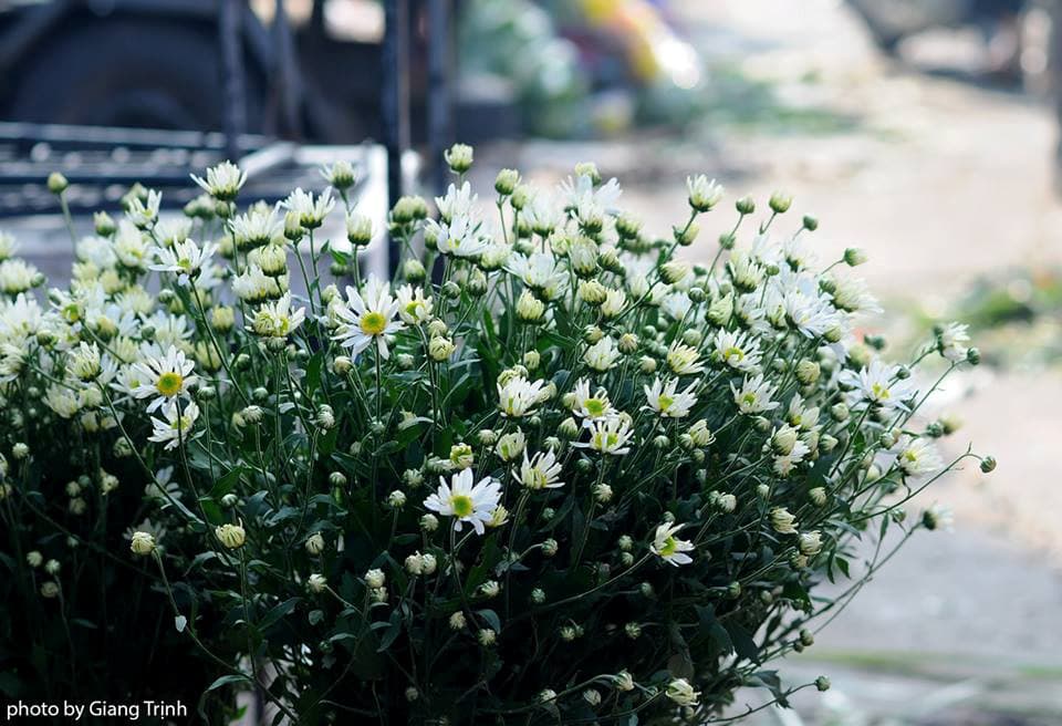 Mùa cúc họa mi tinh khôi