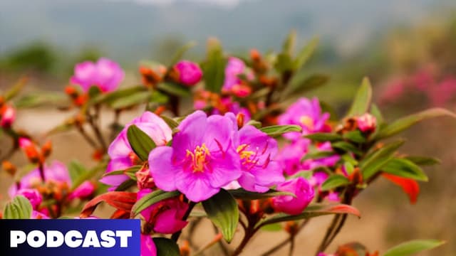 Truyện ký Hoa Mua tím