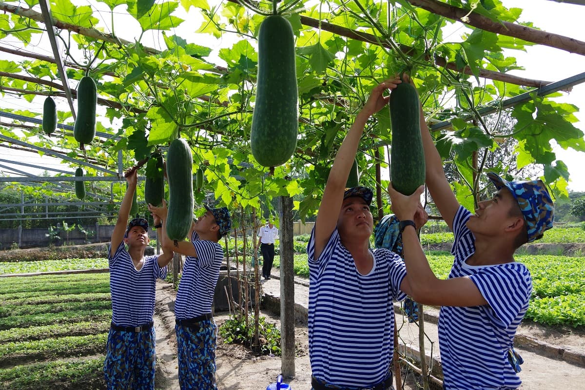 Đất sỏi trồng rau xanh