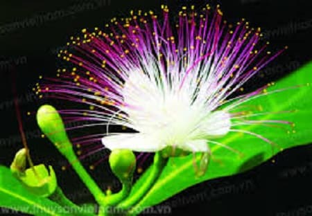 Sắc hoa bàng quả vuông trên phố