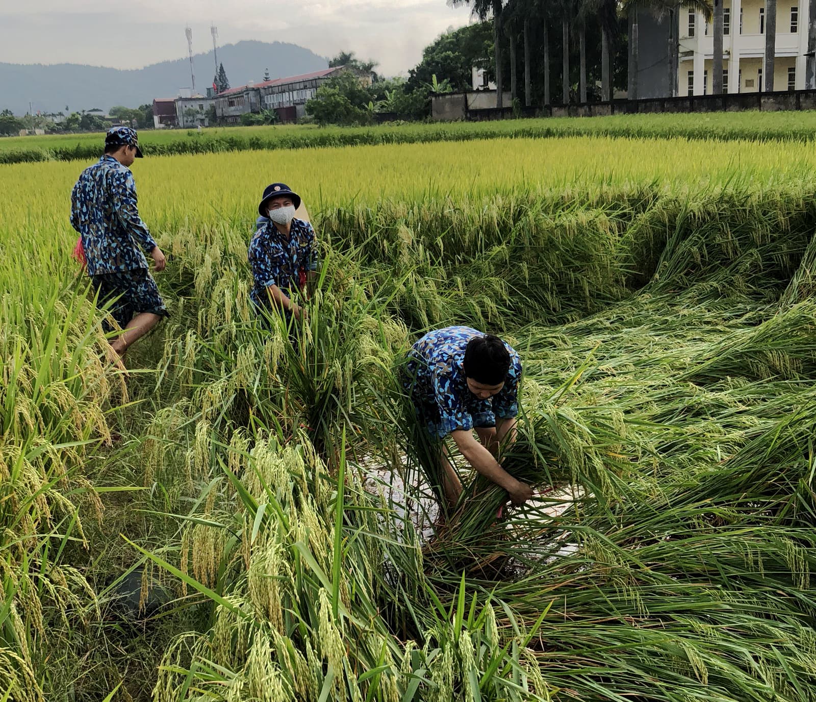 Lữ đoàn 679 giúp nhân dân xã An Thắng thu hoạch lúa và hoa màu