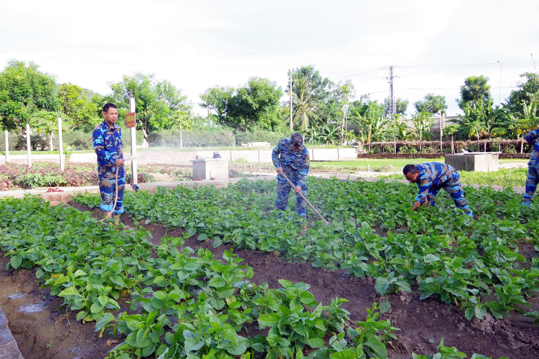 Tích cực tăng gia, nâng cao đời sống bộ đội