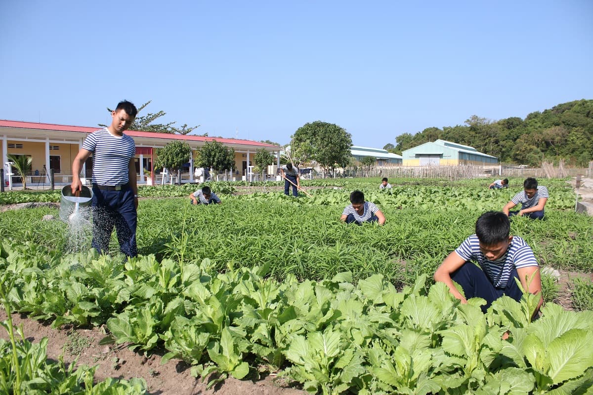 Rau xanh trên mảnh đất nhiễm phèn