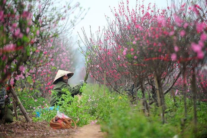 Đề xuất nghỉ Tết Bính Ngọ 9 ngày
