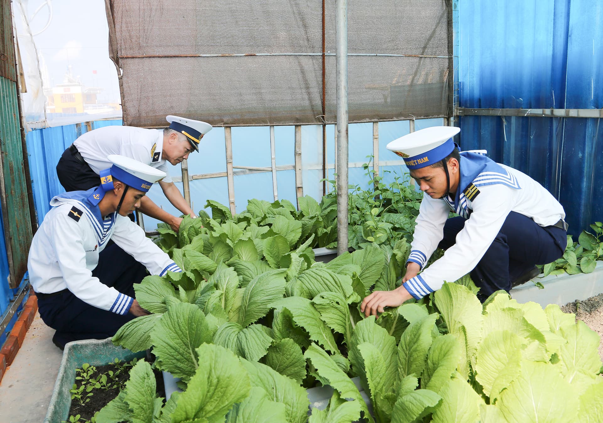 Tăng gia ở đảo Núi Le