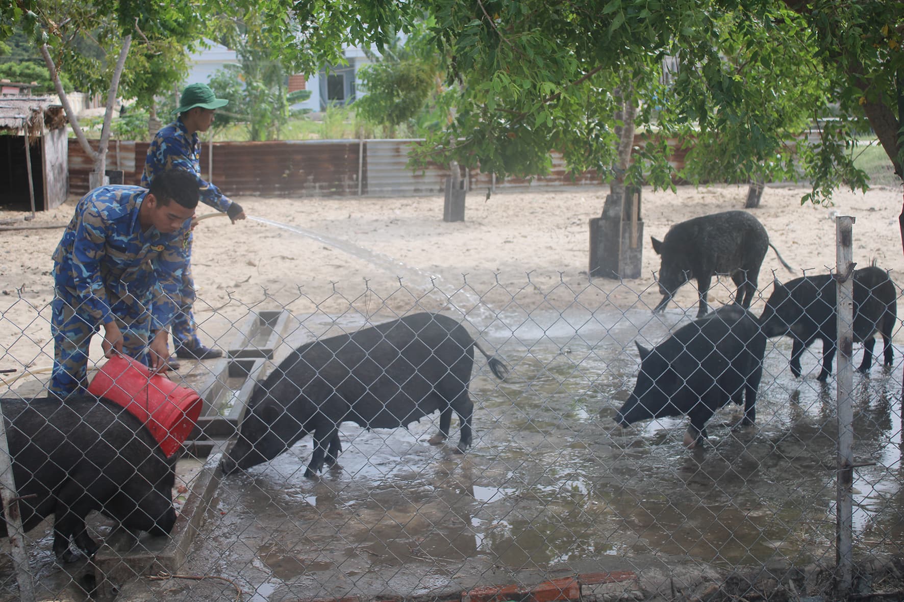 Tăng gia nơi miền cát trắng