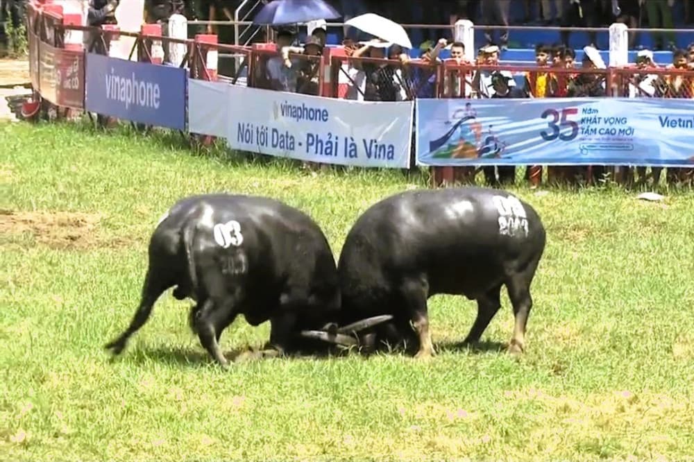 Lễ hội Chọi Trâu Đồ Sơn 2023