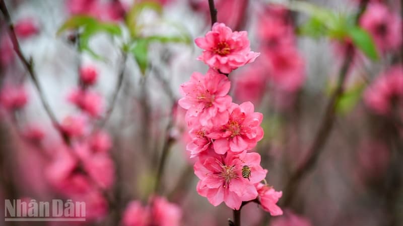 Thủ tướng Chính phủ đồng ý phương án nghỉ Tết Bính Ngọ 9 ngày liên tục