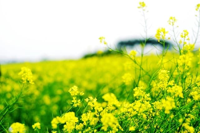 Nhớ thương tháng Chạp quê nhà