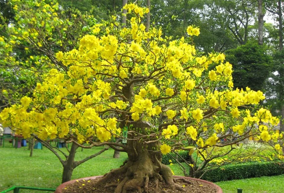 Chậu mai rừng  nở muộn