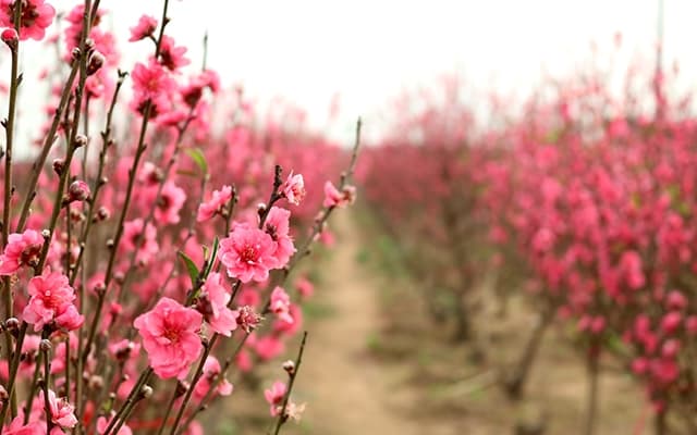 Bắc Bộ hết mưa rét, chuyển nắng ấm, nhiệt độ 19-24 độ C