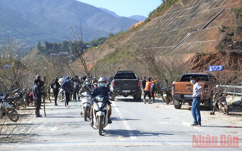 Hoa đào Sa Pa xuống phố
