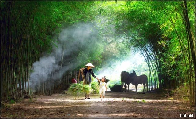 Mẹ ta trở lại cánh đồng