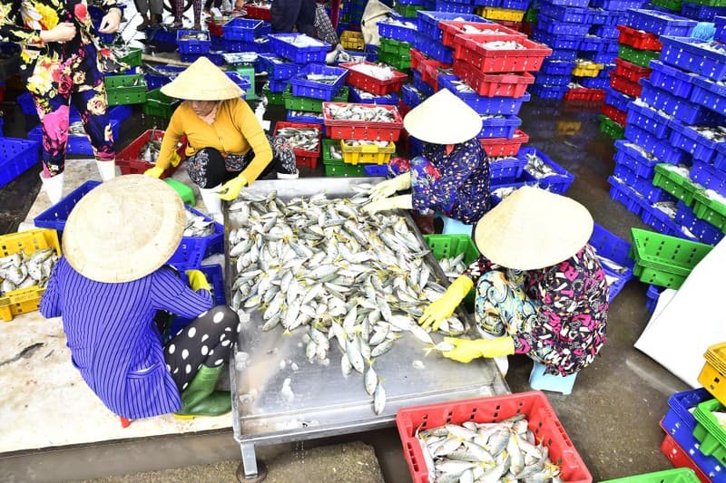 Nhiều giải pháp nỗ lực gỡ “thẻ vàng” thủy sản