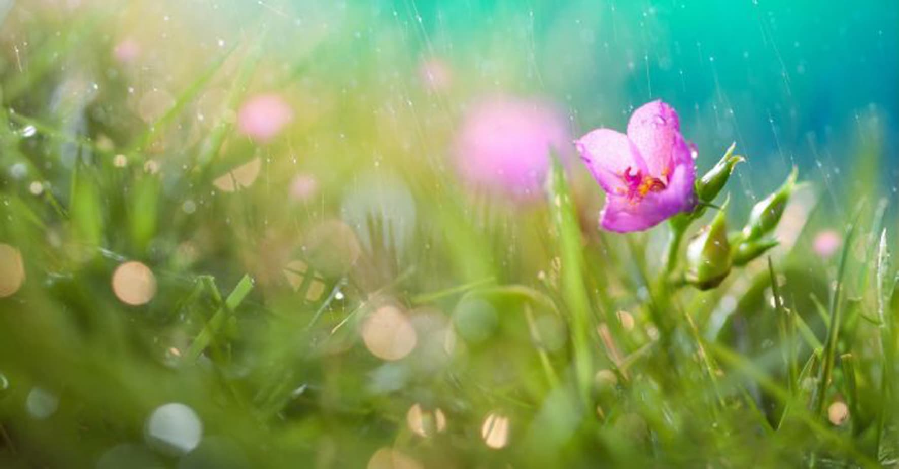 Thổn thức giọt mưa ngâu