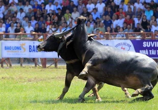 Về Hải Phòng dự lễ hội chọi trâu truyền thống Đồ Sơn
