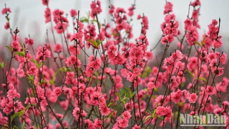 Trình Chính phủ phương án nghỉ Tết Nguyên đán 2025