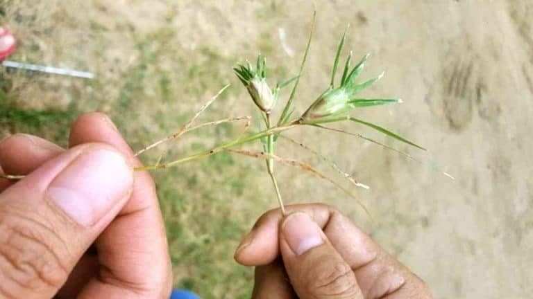 Mênh mang ký ức tuổi thơ