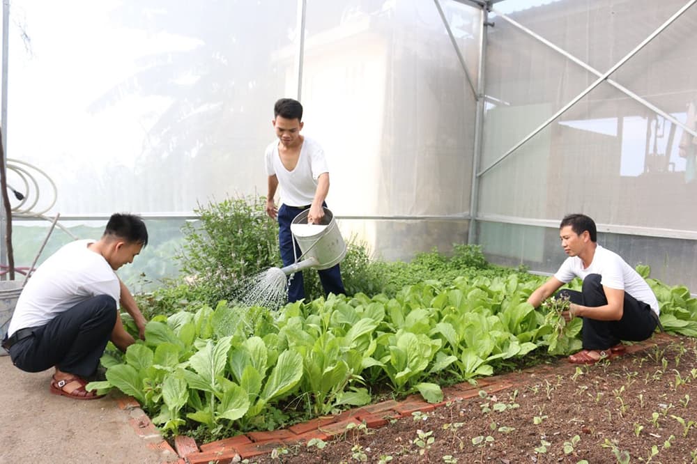 “Rau ra đa” trên đỉnh núi