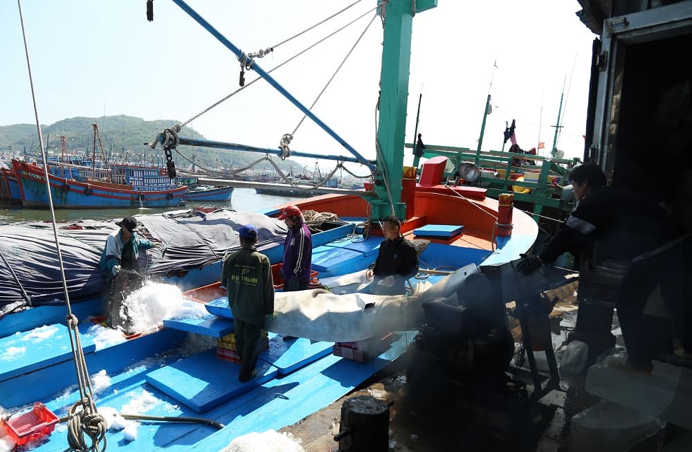 Tấp nập những chuyến tàu ra khơi bám biển