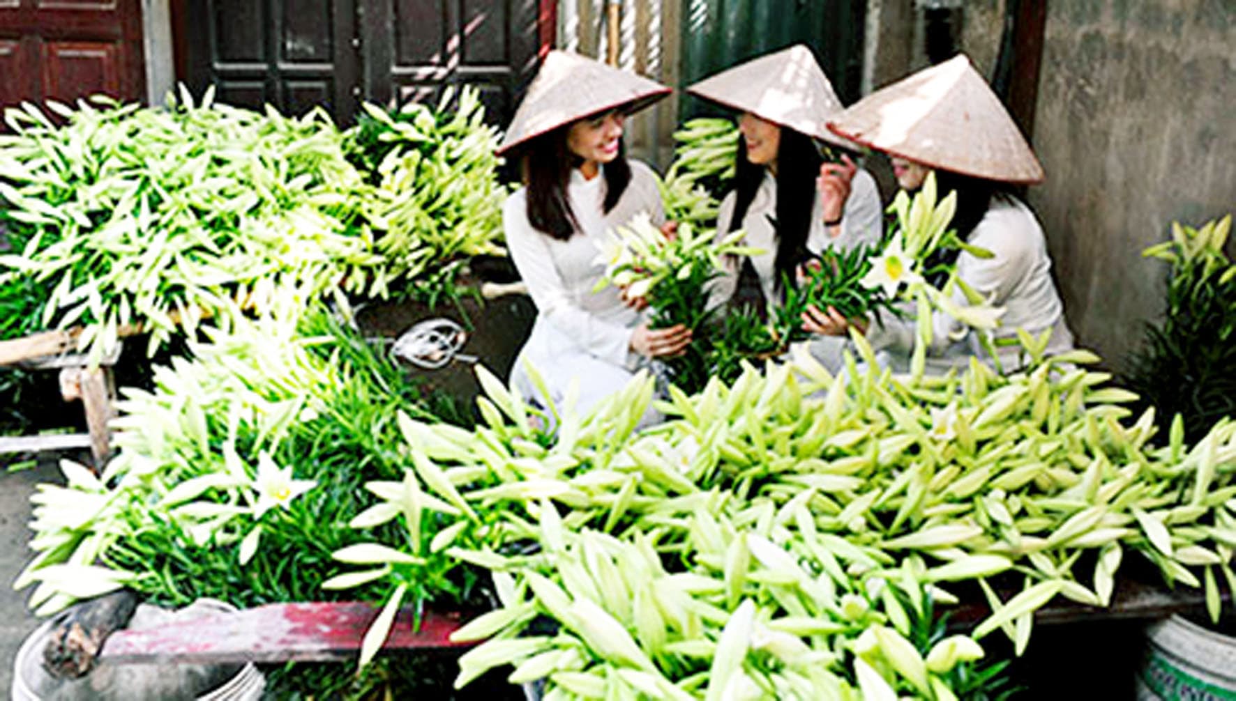 Tỏa ngát hương hoa loa kèn