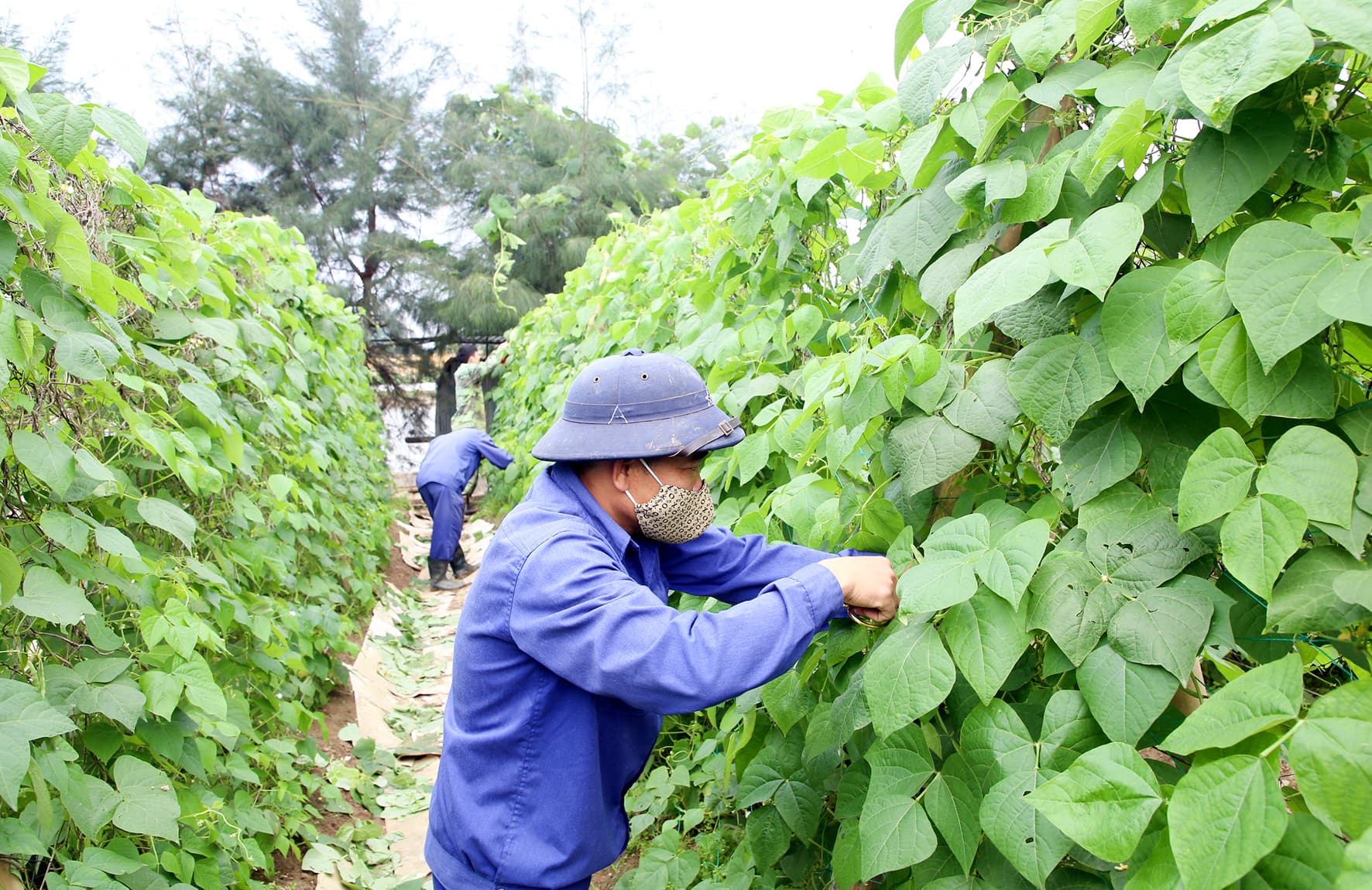 Vườn rau chuyên canh “4 không” ở Lữ đoàn 679