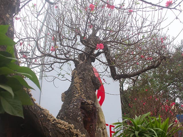 Bâng khuâng chiều cuối năm