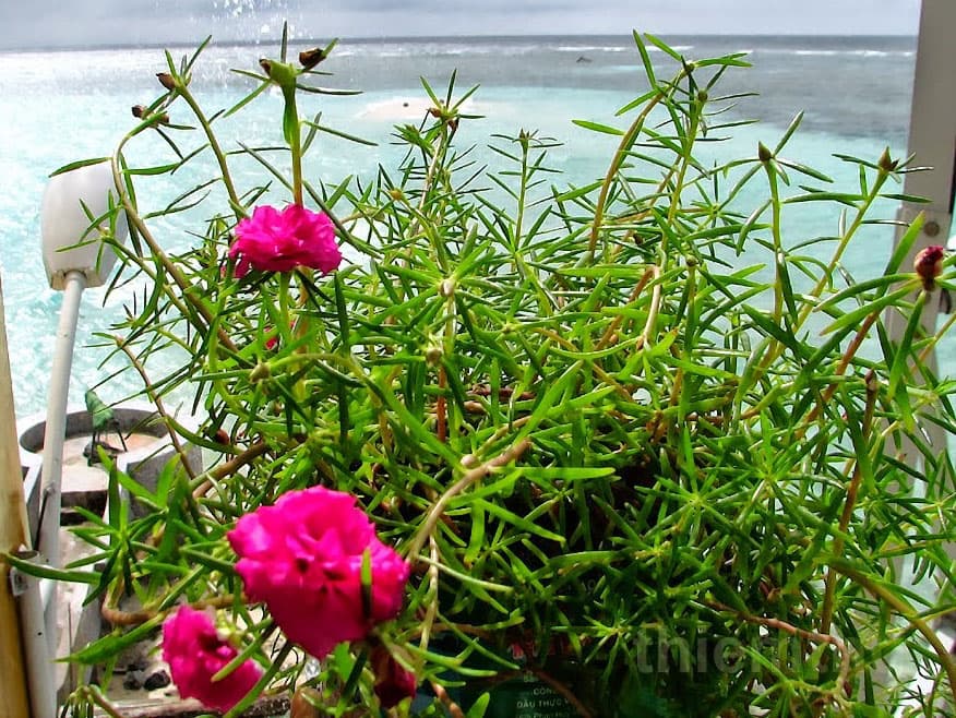 Hoa Mười giờ giữa Trường Sa