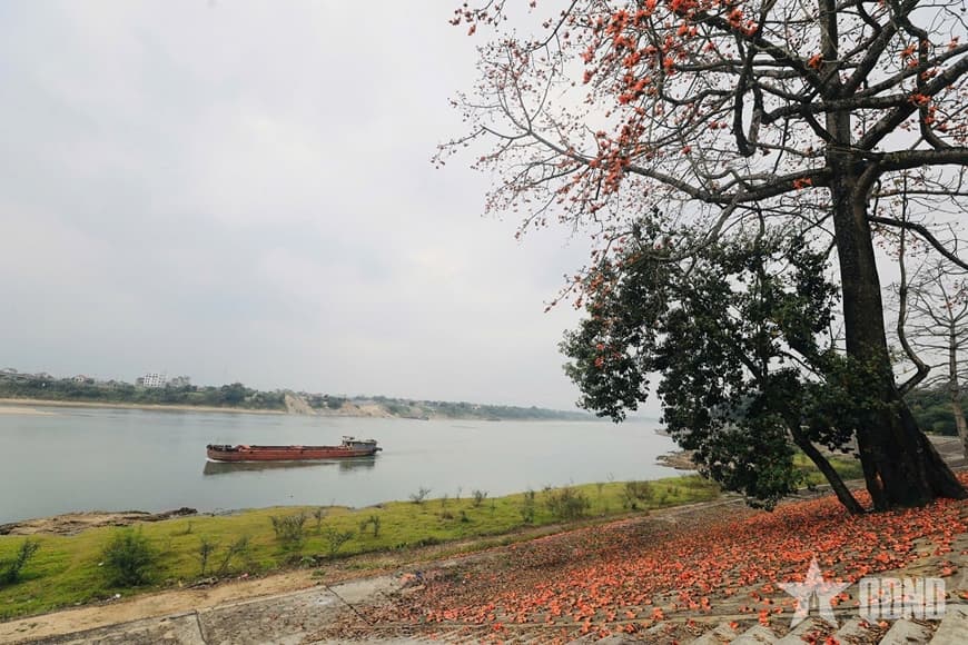 Tháng Ba, hoa gạo đỏ triền sông