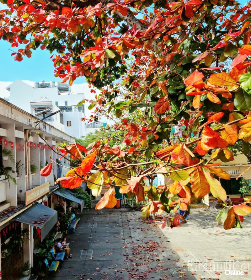 Vệt nắng tháng Giêng