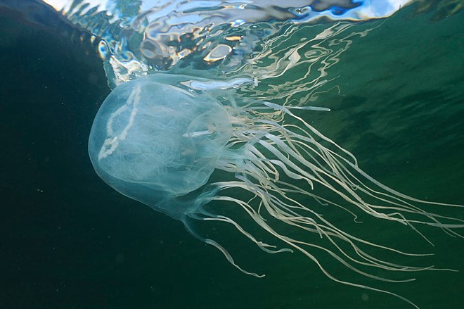Một số loài động vật biển độc gây tử vong nhanh có ở biển Việt Nam